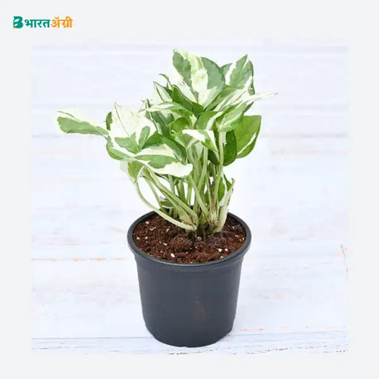 NurseryLive Money Plant Marble Prince, Scindapsus And Joy - Plant