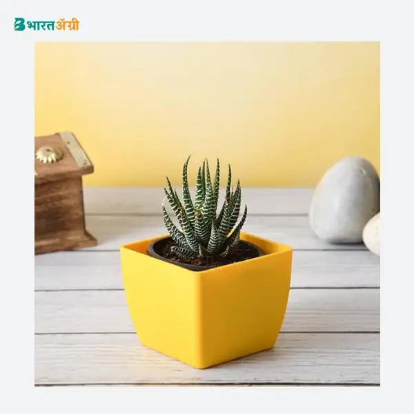 NurseryLive Pearl Plant Succulent Plant