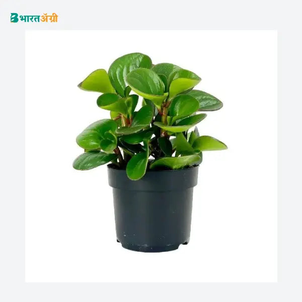 NurseryLive Peperomia Obtusifolia Succulent Plant