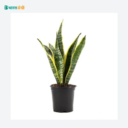 NurseryLive Snake Plant (Var. Laurentii)