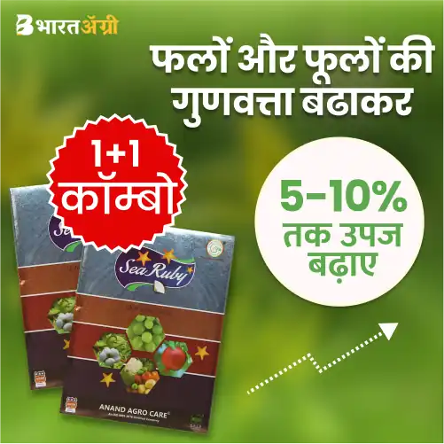 Anand Agro| Sea Ruby (Powder) | Seaweed Extract 250 gm -1+1 Discount Offer!