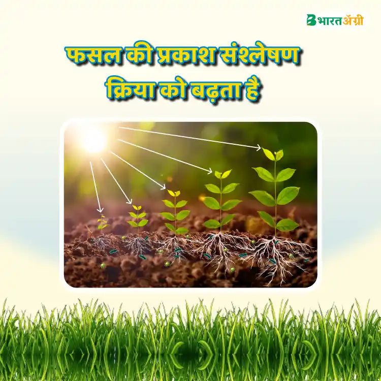 IFC Seaweed Extract Crop Tonic (Scuba Formula 9)