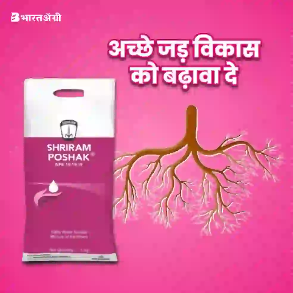 Shriram Poshak ( NPK 19:19:19) Fertilizer