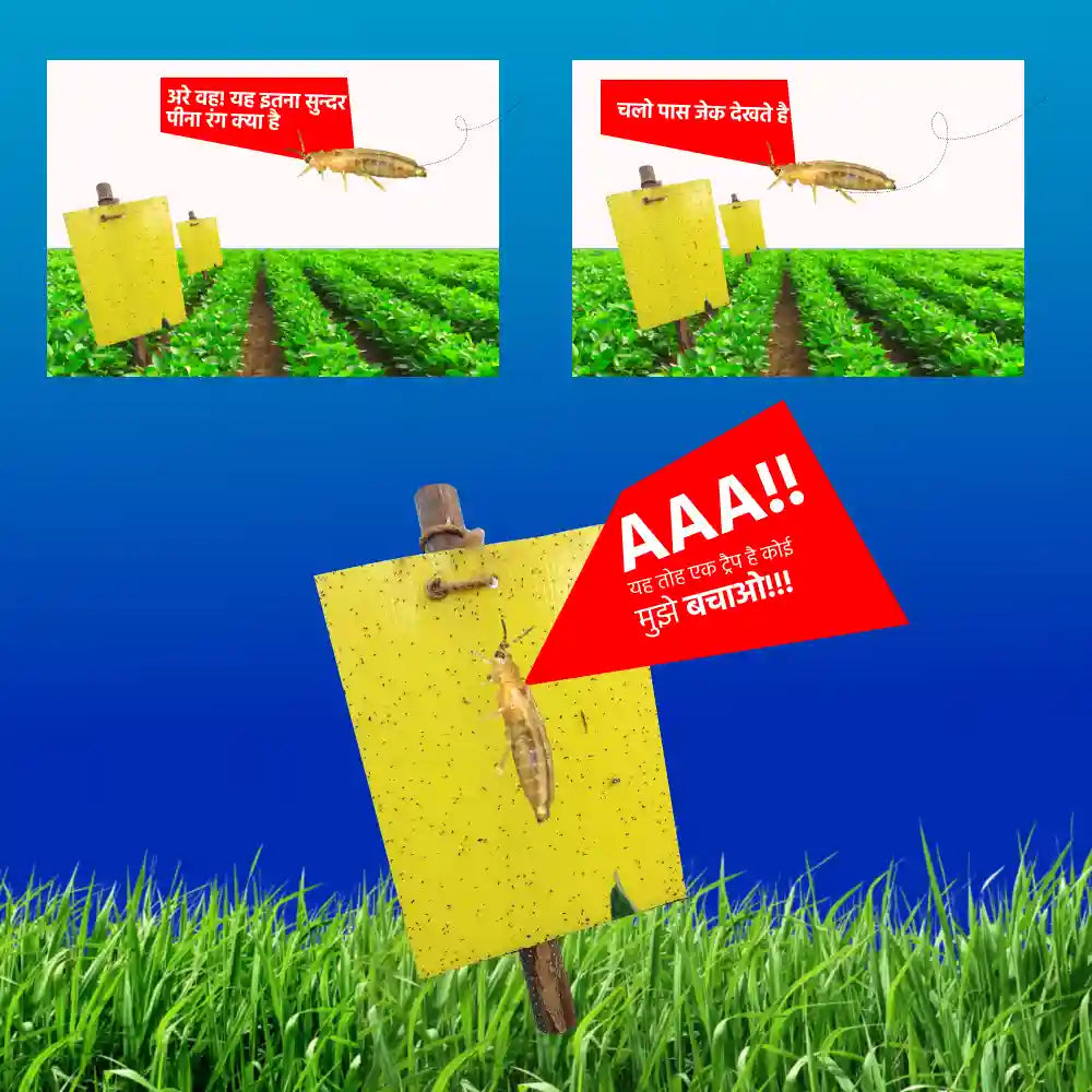 IFC Sticky Trap (10 Yellow, 10 Blue) (6 x 8 inch)