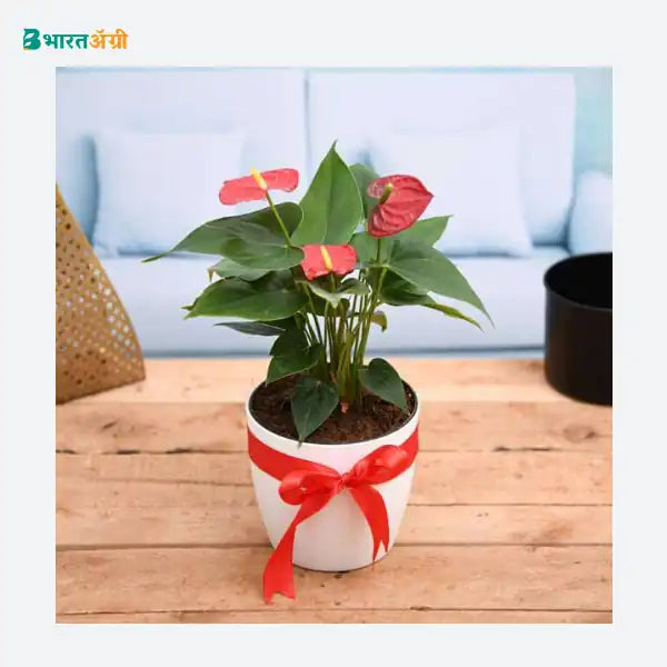 NurseryLive Red Anthurium Plant