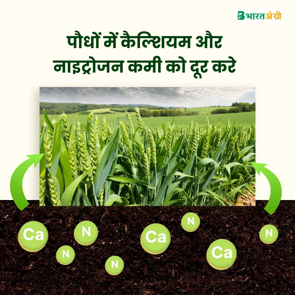 IFC Calcium Nitrate Water Soluble Fertilizer