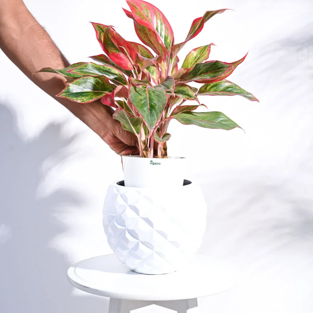 Ugaoo Planter Heraldry Vase Ball (White)
