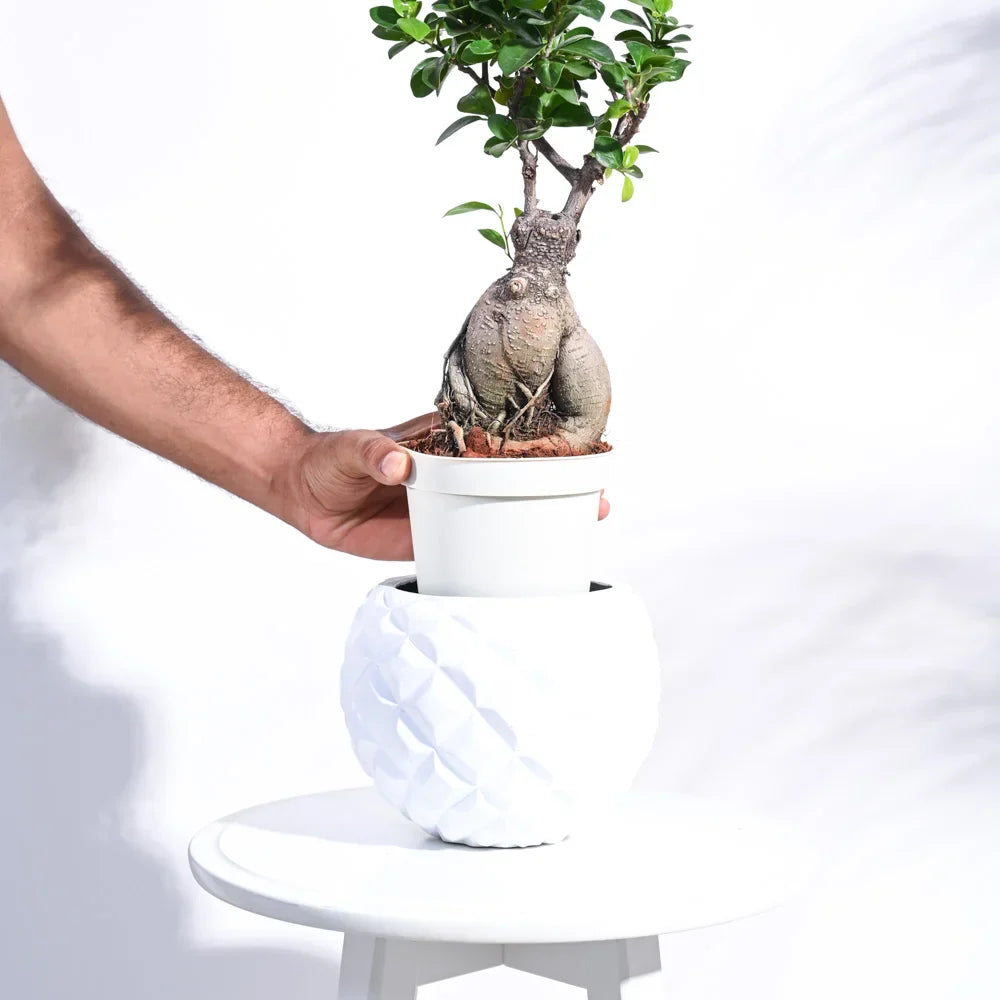 Ugaoo Planter Heraldry Vase Ball (White)