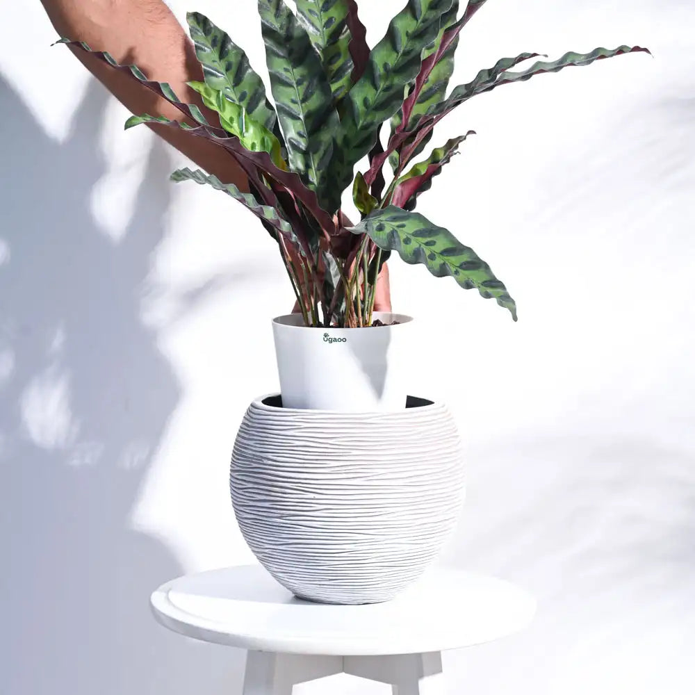 Ugaoo Planter Vase Ball Rib (Ivory)