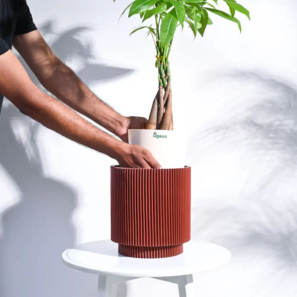 Ugaoo Planter Vase Cylinder Groove (Merlot Red)